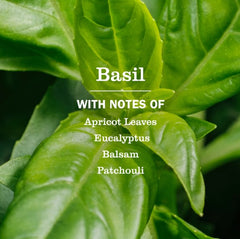 Meyers Dryer Sheets Basil 80ct