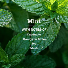 Multi Surface Cleaner Mint 473ml